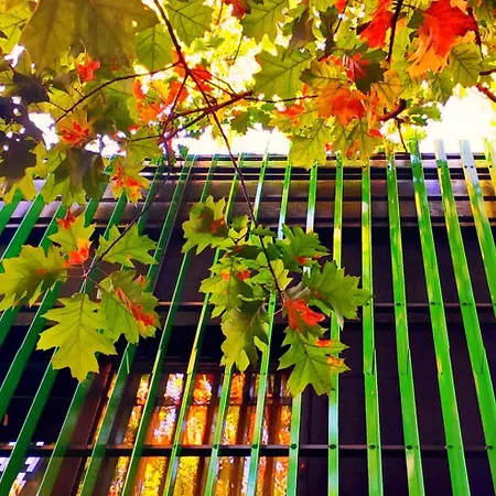 Cube Capsule * Sofya